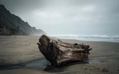 Bois d'épave poli par la mer — matière façonnée par l'épreuve