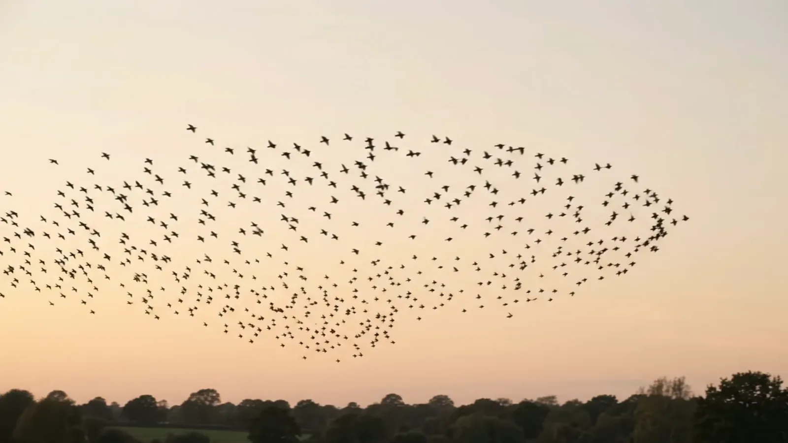 Une nuée d’étourneaux dessine une vague dans un ciel crépusculaire rosé, au-dessus d’une ligne d’arbres.